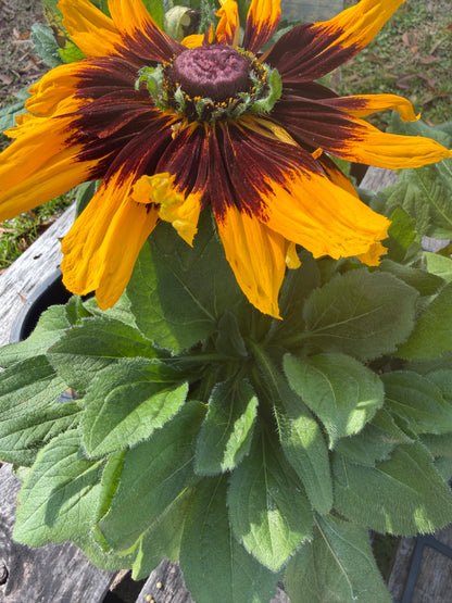 Rudbeckia 'Denver Daisy'