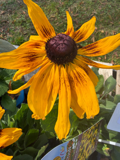 Rudbeckia 'Denver Daisy'