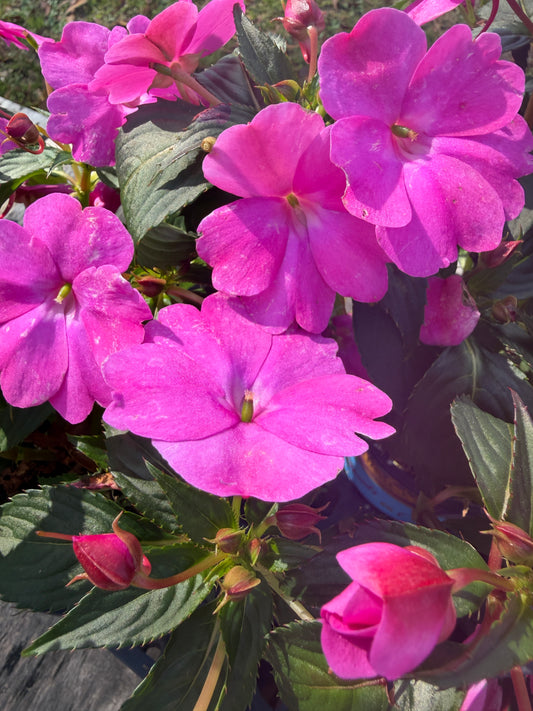 Sunpatiens Compact Hot Pink