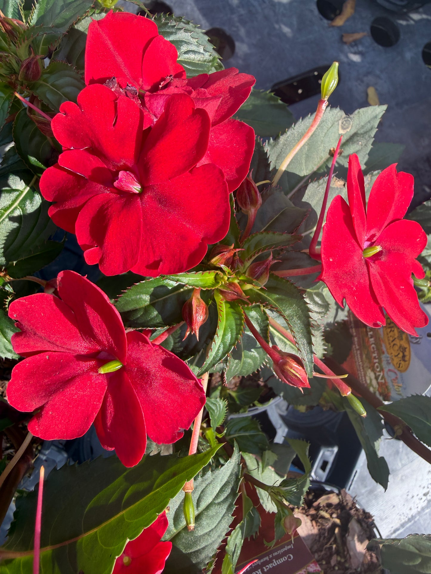 Sunpatiens "Compact Red" PP# 25015