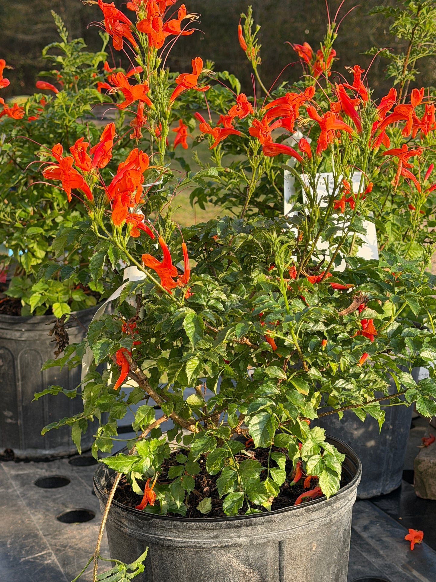 Honeysuckle, Cape Red