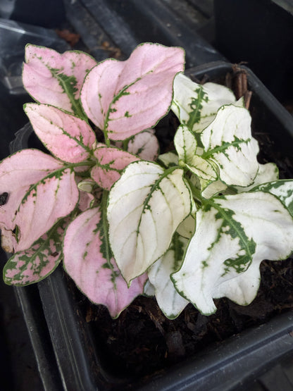 Hypoestes Polka-Dot Plant Pink Splash