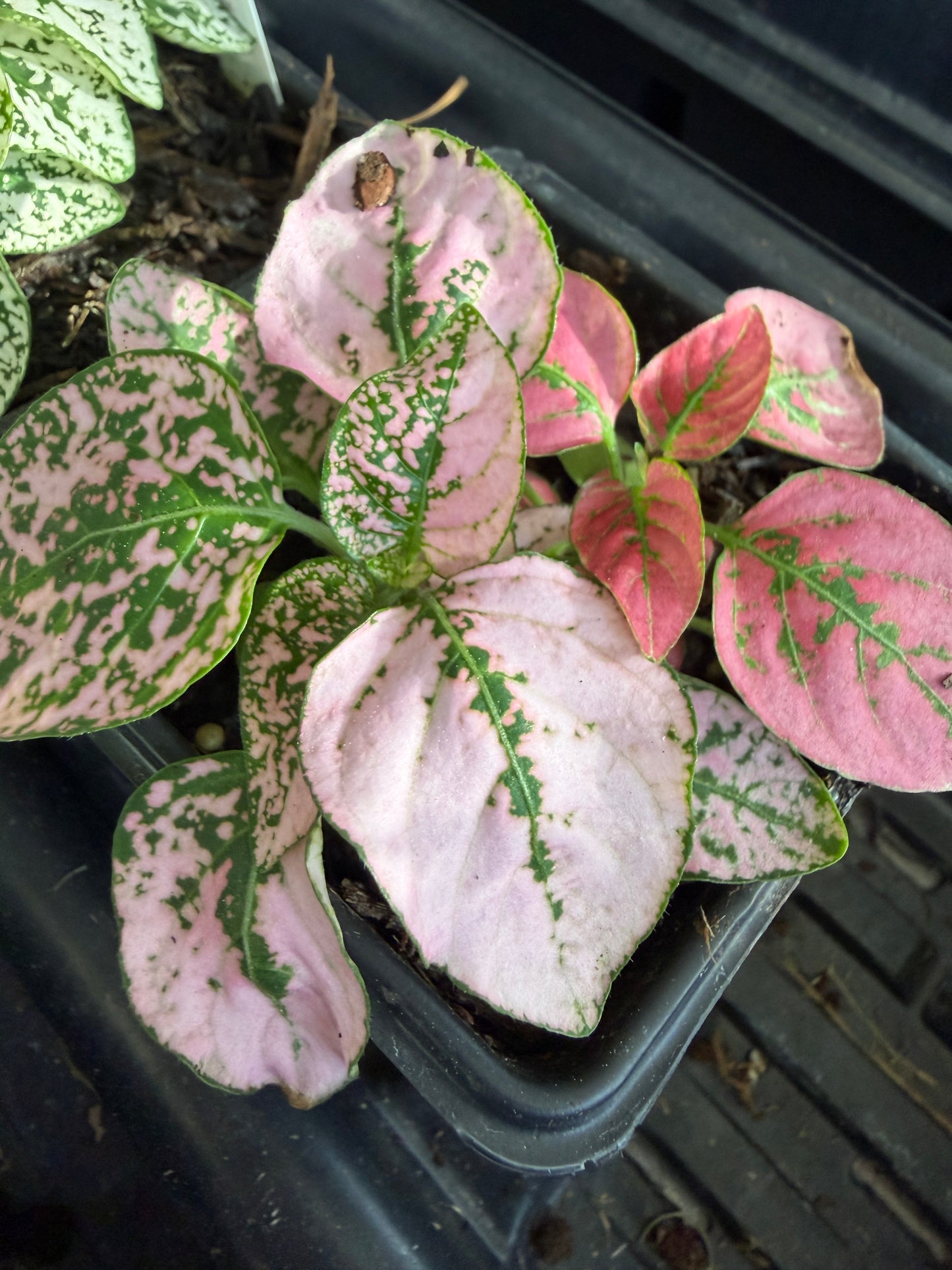 Hypoestes Polka-Dot Plant Pink Splash