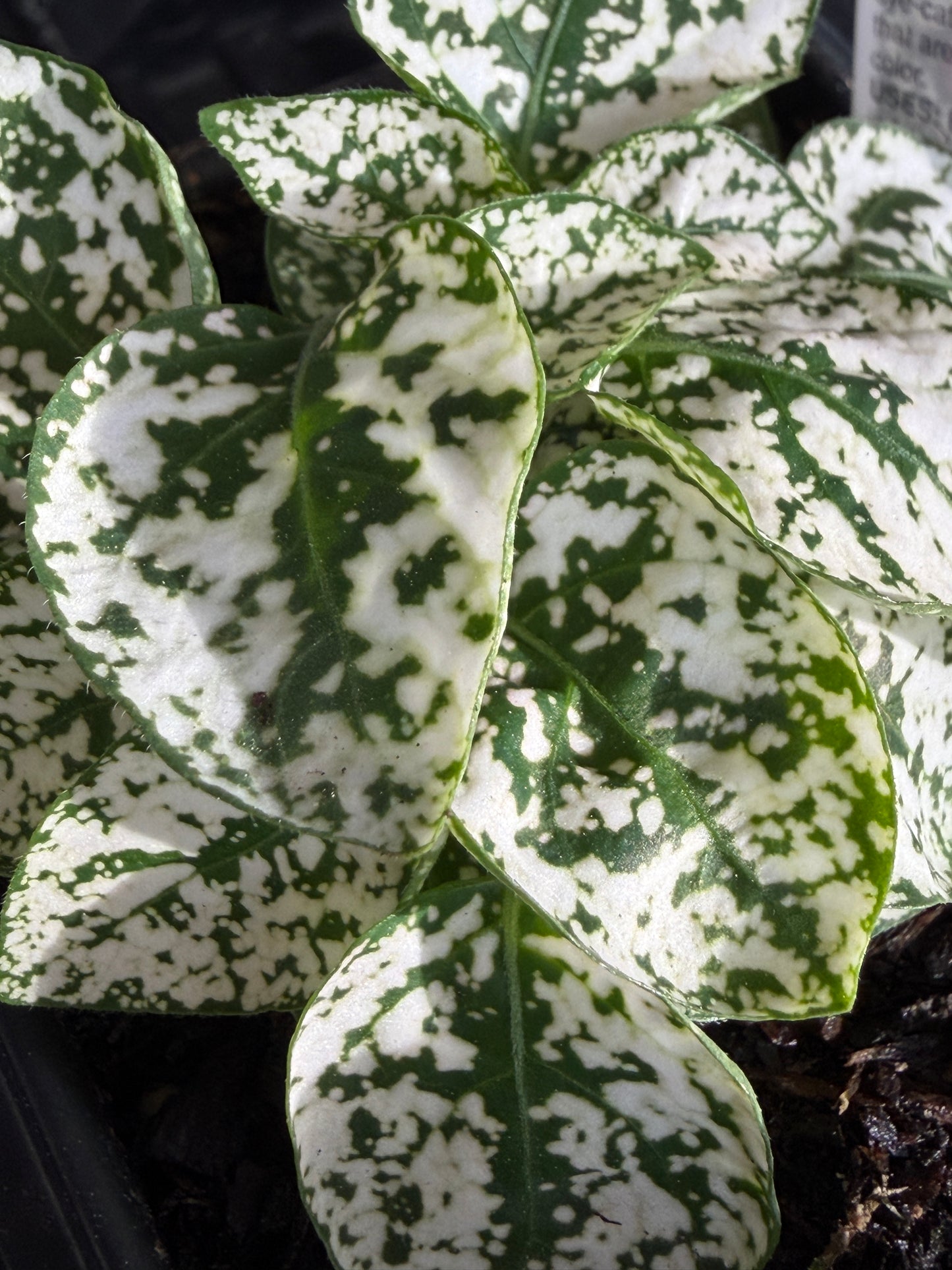 Hypoestes Polka-Dot Plant Pink Splash