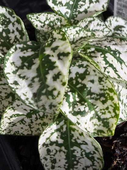 Hypoestes Polka-Dot Plant Pink Splash