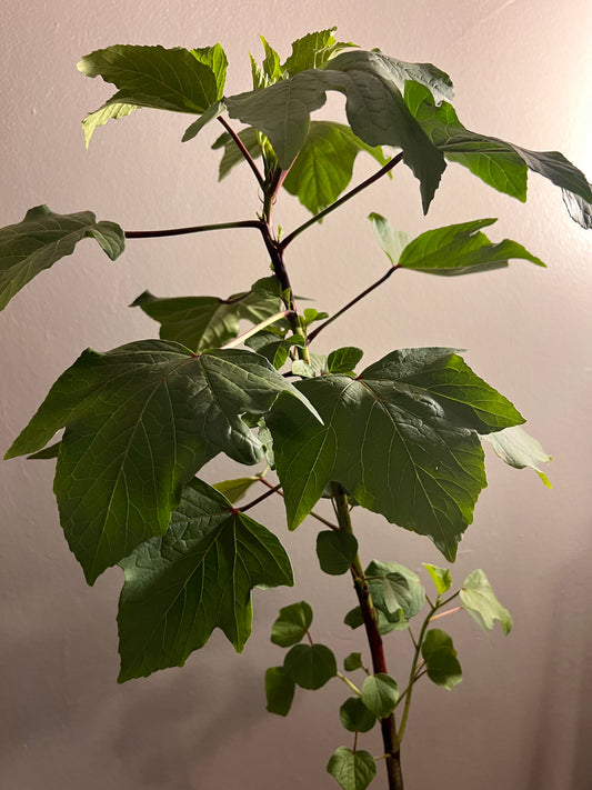 Hibiscus rosasinensis “St. Kitts and Nevis Hibiscus”