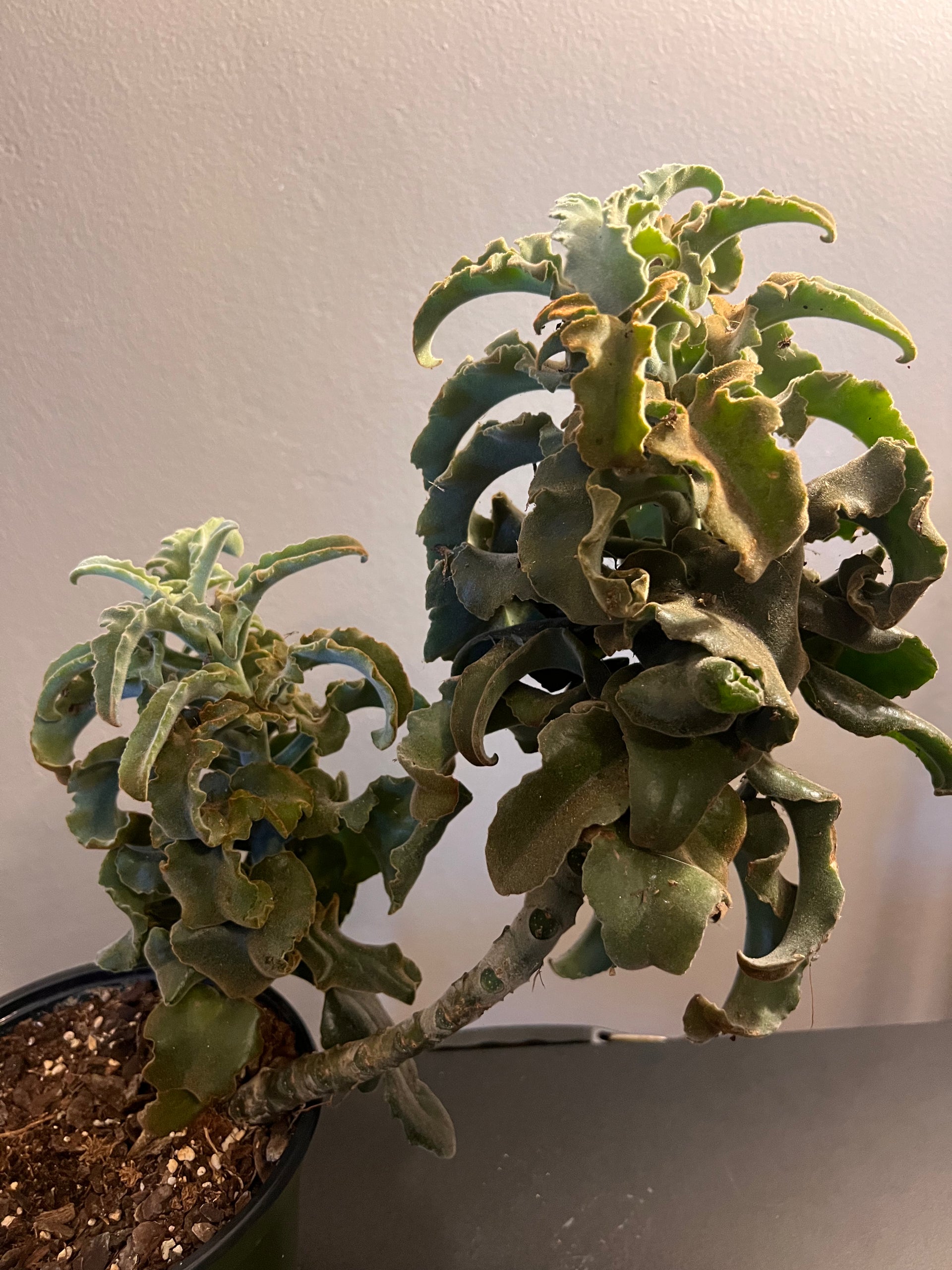 felt bush succulent Kalanchoe beharensis "Felt Bush" – The Boho Being, LLC