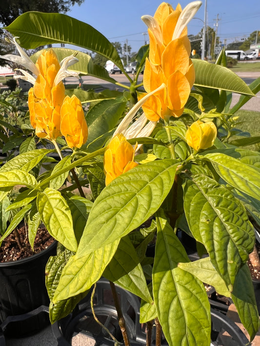 Pakistachi Shrimp Plant