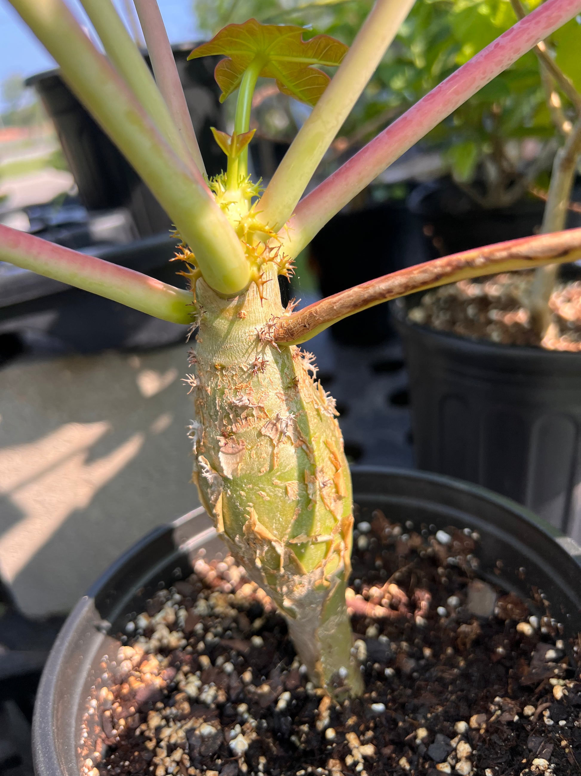 buddha belly plant seeds Buddha Belly