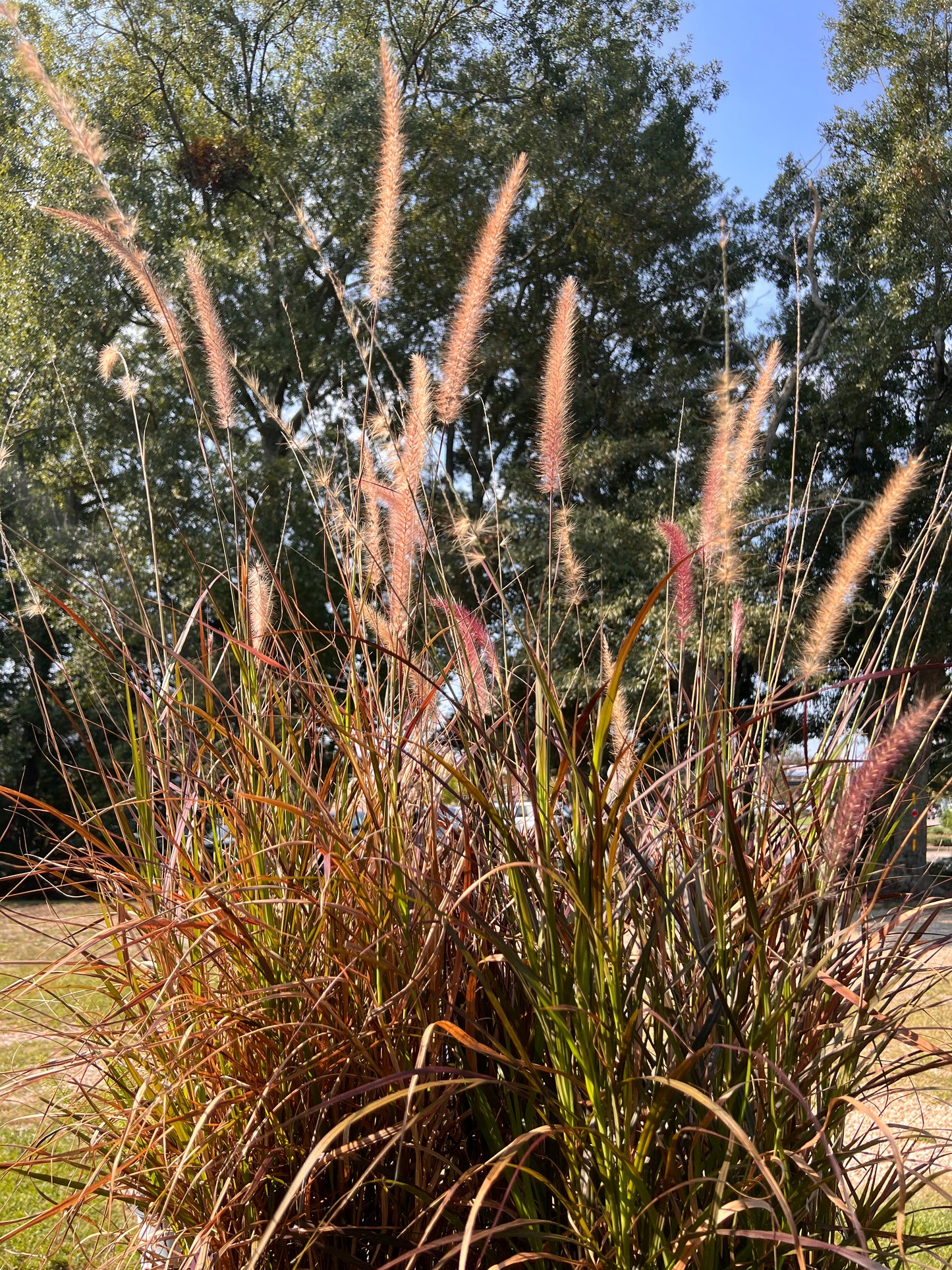 Purple Fountain Grass Ornamental Plant "Rubrum"