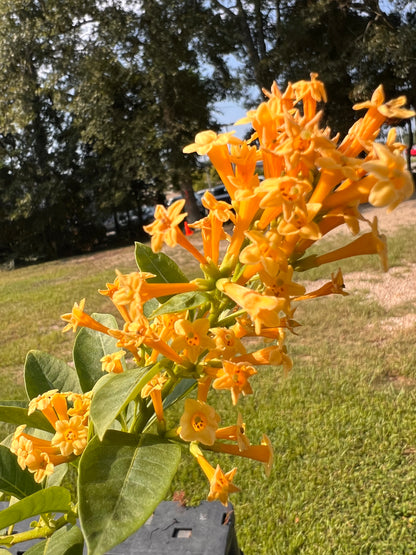 Cestrum'Orange Zest'