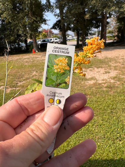 Cestrum'Orange Zest'