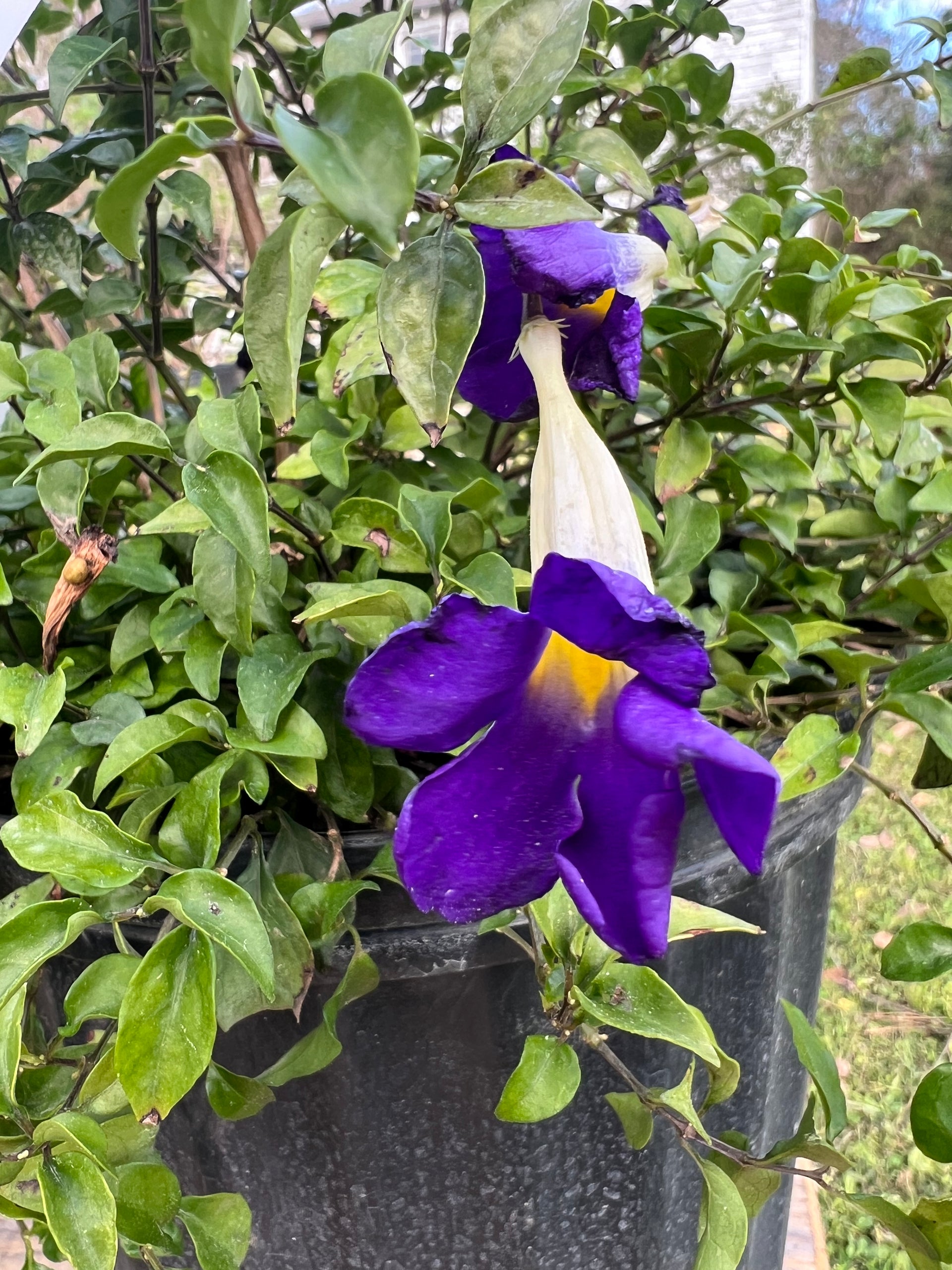 king's mantle plant Thunbergia King's Mantle Blue