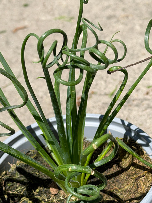 Albuca Frizzle Sizzle