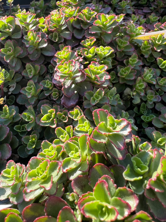 Sedum Spot On™ Deep Rose