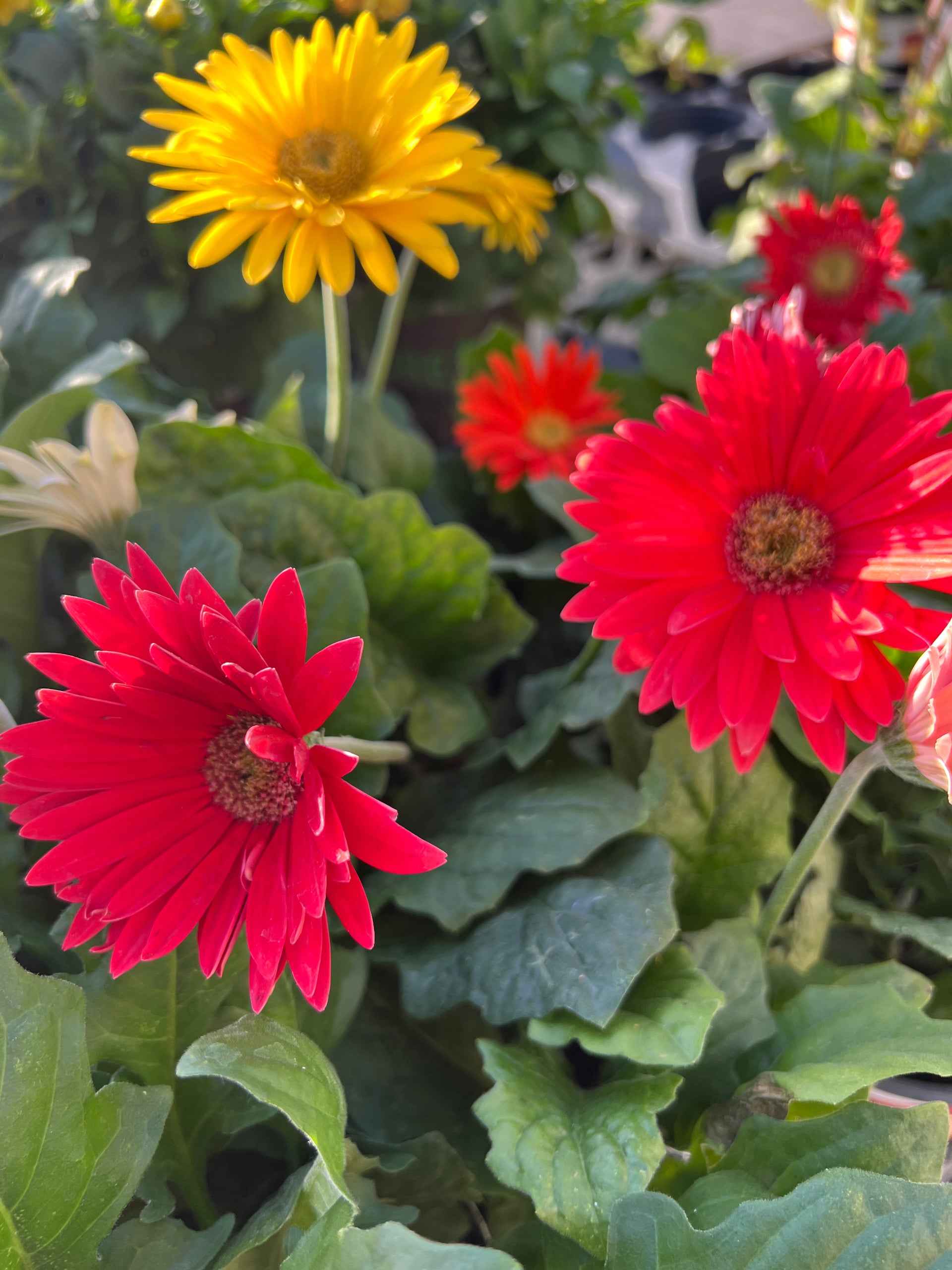 gerbera flower plant Gerbera Flori Line® Maxi Mix