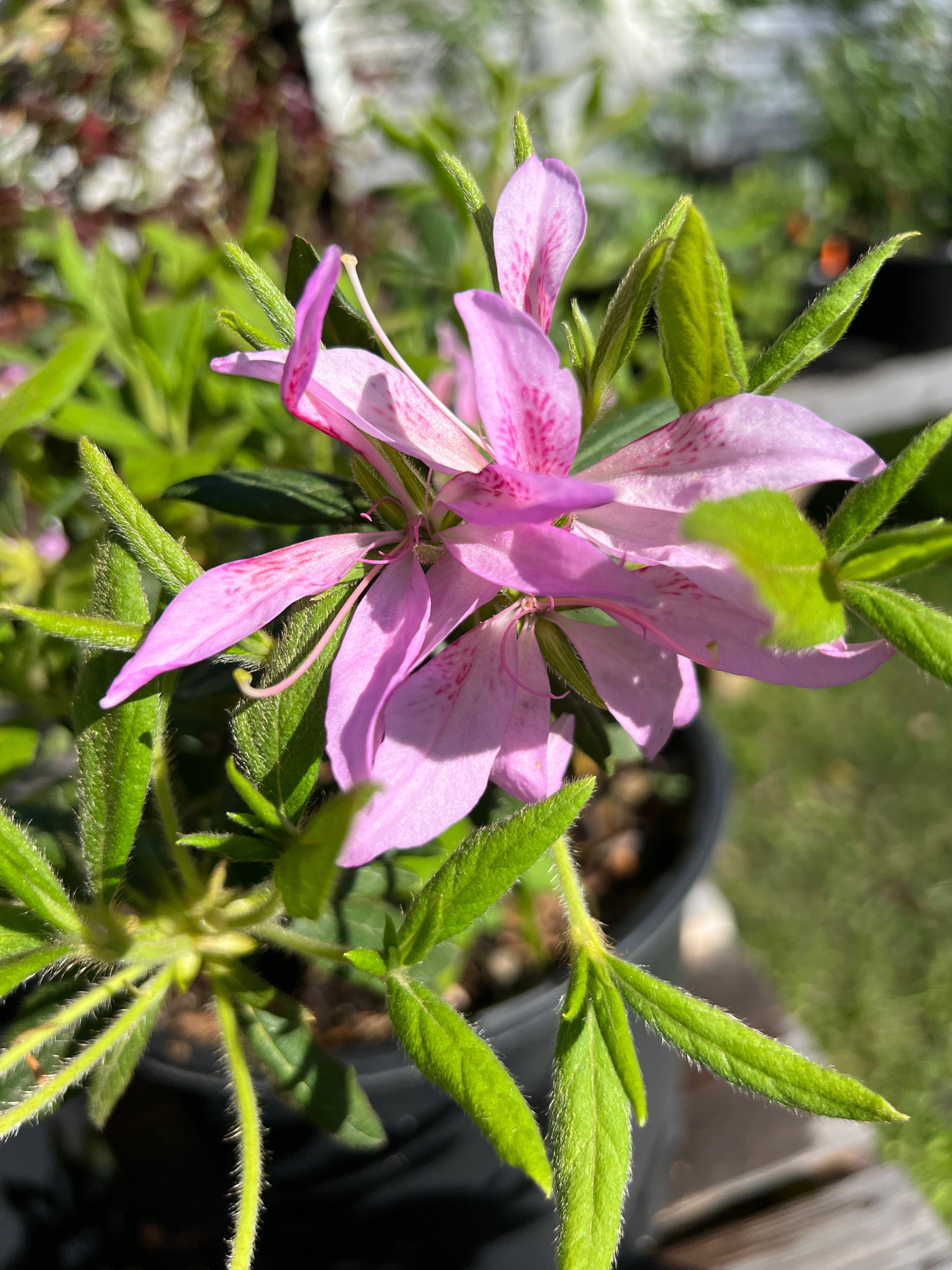 pink spider plant Azalea Koromo Shikibu Pink Spider – The Boho Being, LLC