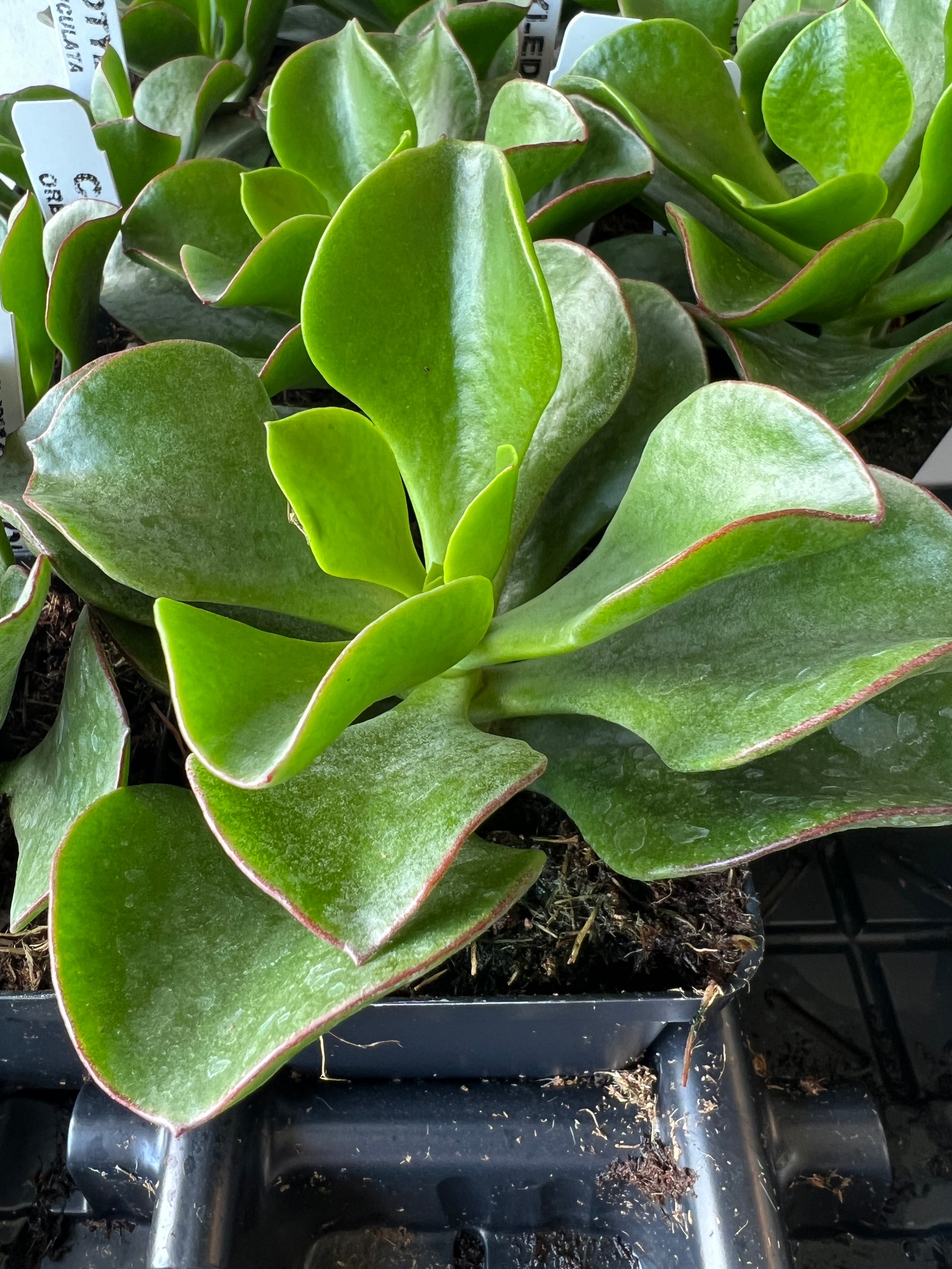 pig's ear succulent plant Cotyledon Orbiculata 'Pig Ear' – The Boho Being, LLC