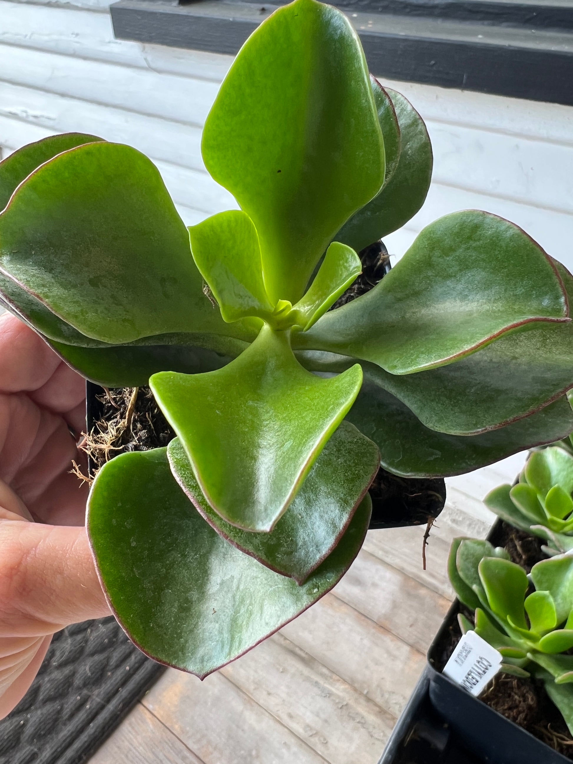 cotyledon orbiculata succulent Cotyledon Orbiculata 'Pig Ear' – The Boho Being, LLC