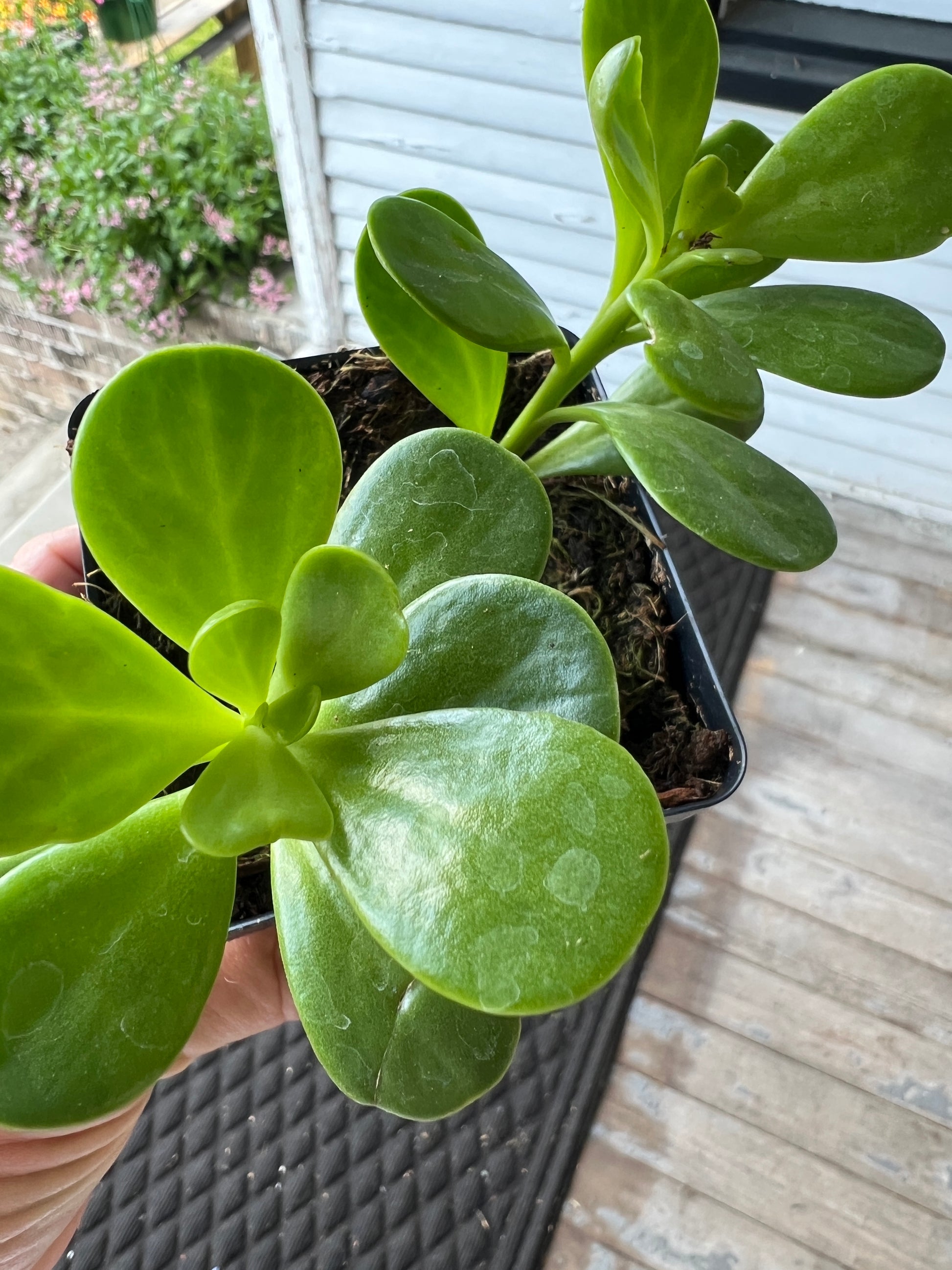 hanging jade succulent Trailing Jade