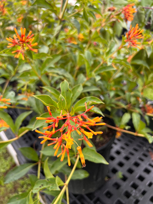 Dwarf Mexican Firebush