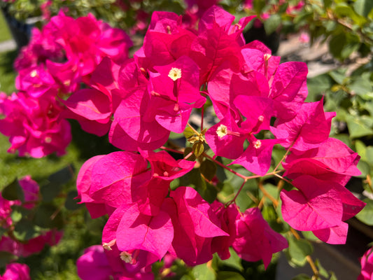 Bougainvillea 'Juanita Hatten'