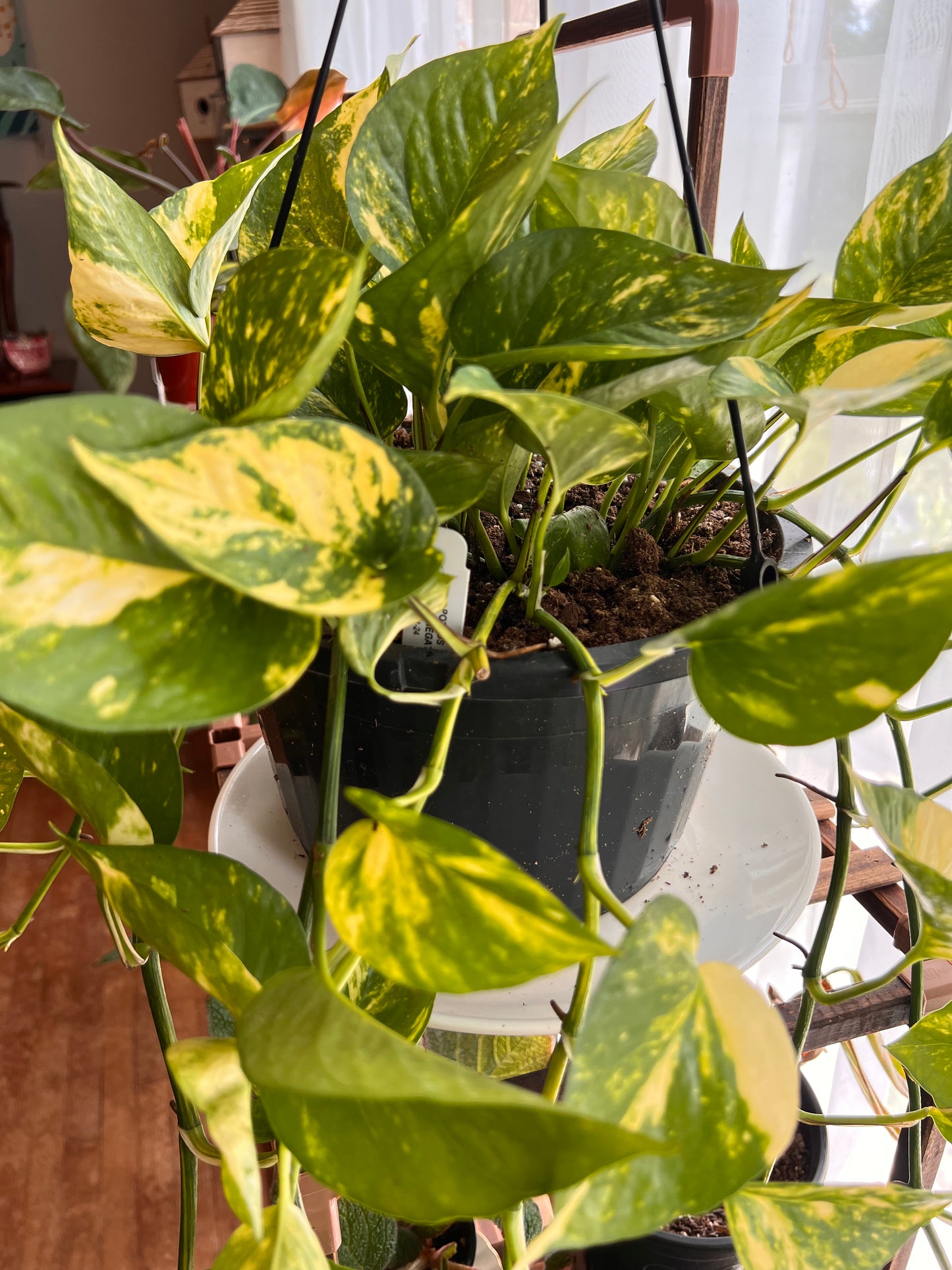 Pothos 'Gold' Variegated