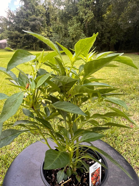 Pepper 'Chilly Chili'