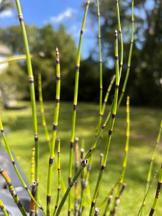 Equisetum hyemale 'Horse Tail Reed '