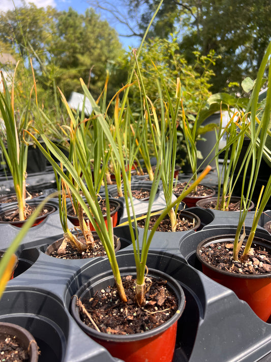 Tulbaghia violacea 'Society Garlic'