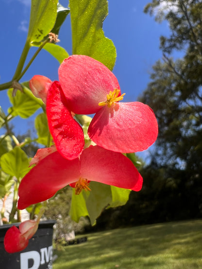 Begonia 'Viking Explorer Red'