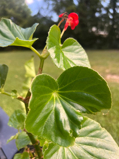 Begonia 'Viking Explorer Red'