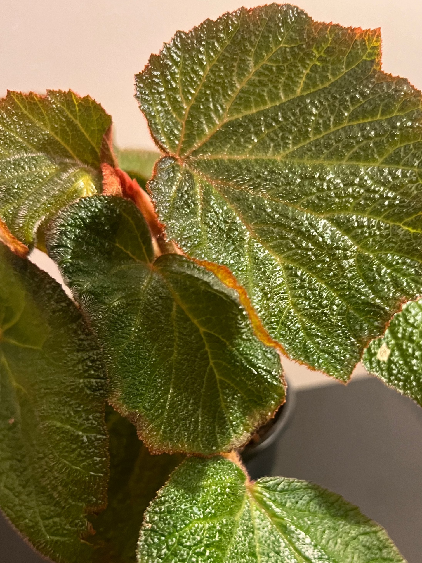 Begonia Angel Wing "Morocco"