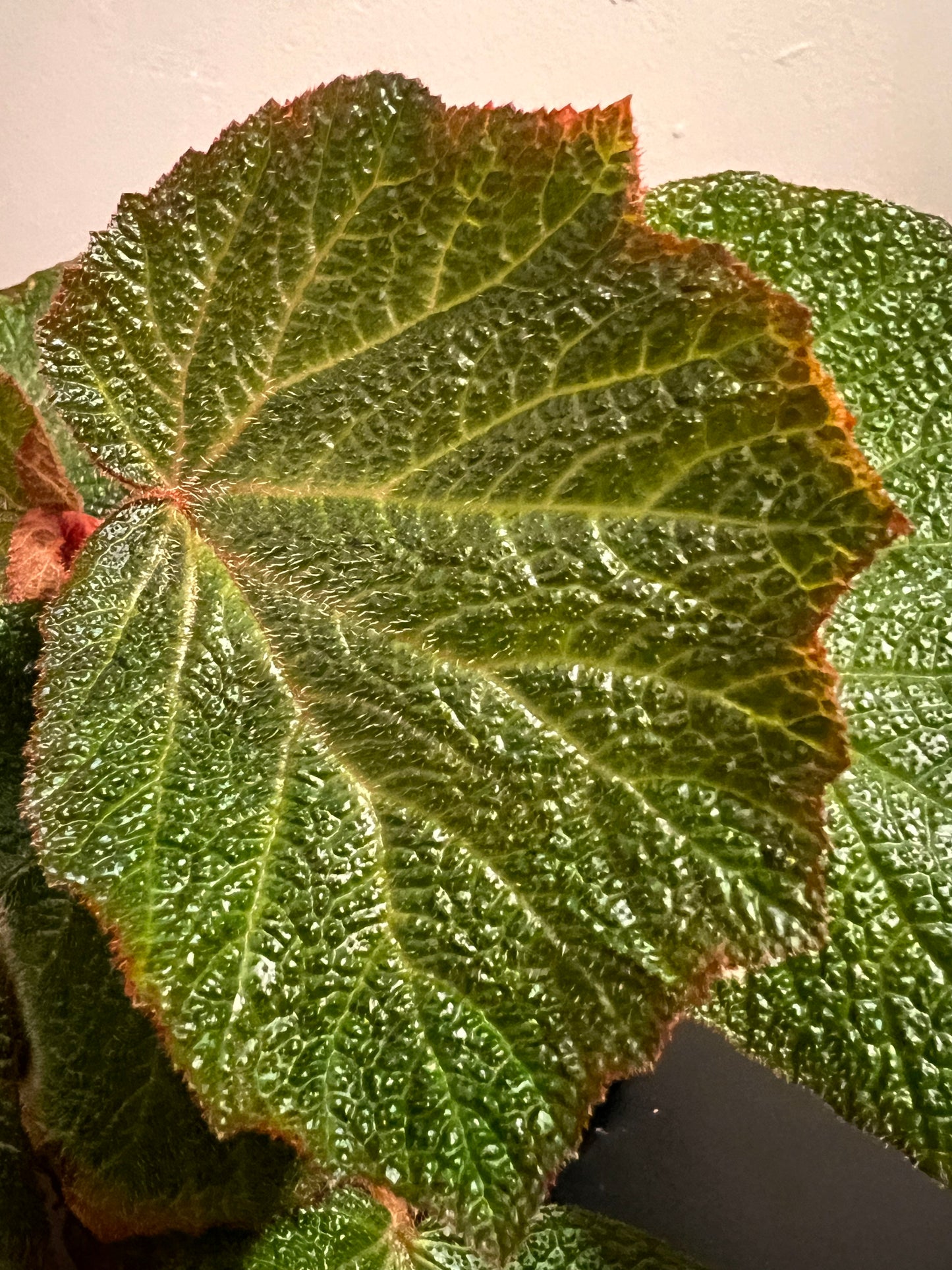 Begonia Angel Wing "Morocco"