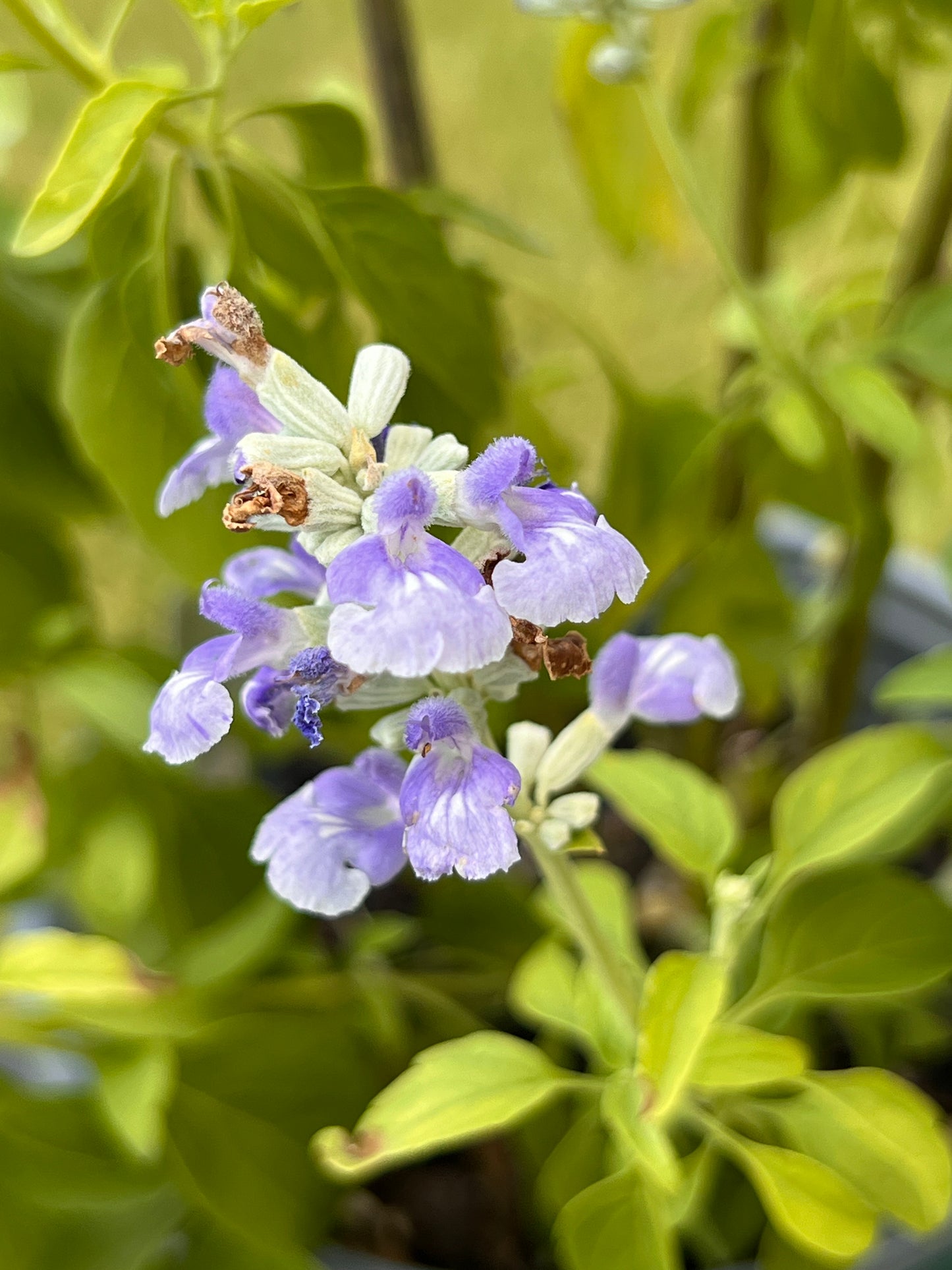 Salvia Cathedral Blue Bicolor