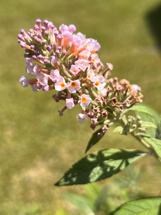 Butterfly Bush, Pink Delight