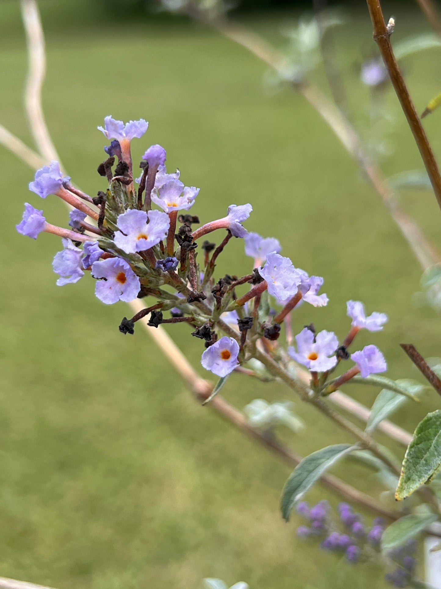 Butterfly Bush, Nanho Blue