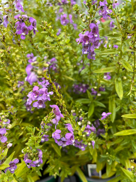 Angelonia Serena Blue