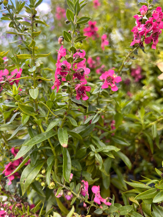 Angelonia Serenita Rose