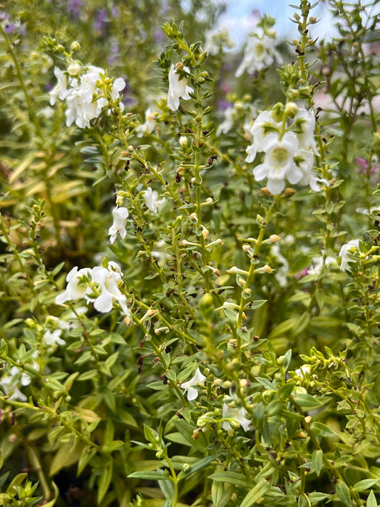 Angelonia Serena White