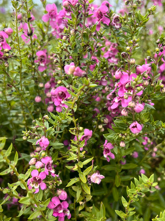 Angelonia Serenita Rasperry