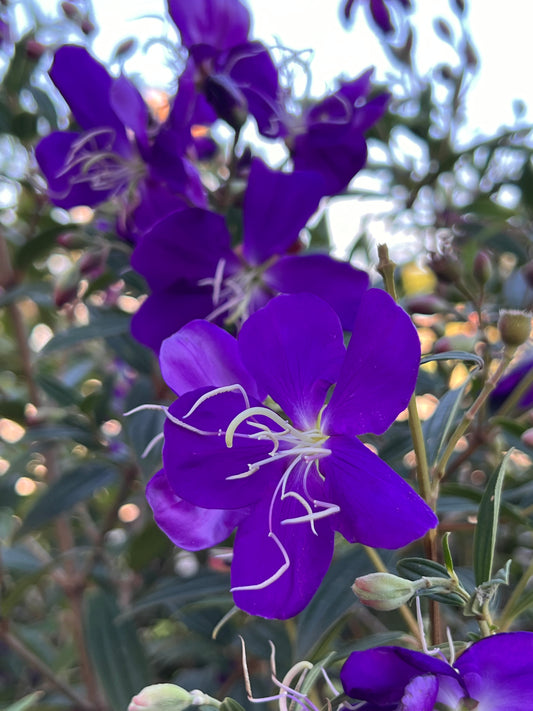 Tibouchina