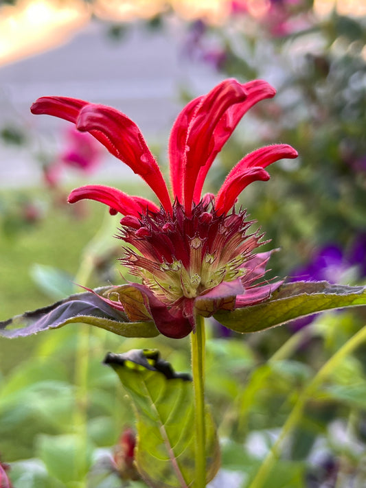 Monarda didyma