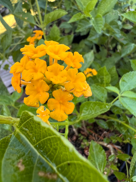 Lantana - Yellow