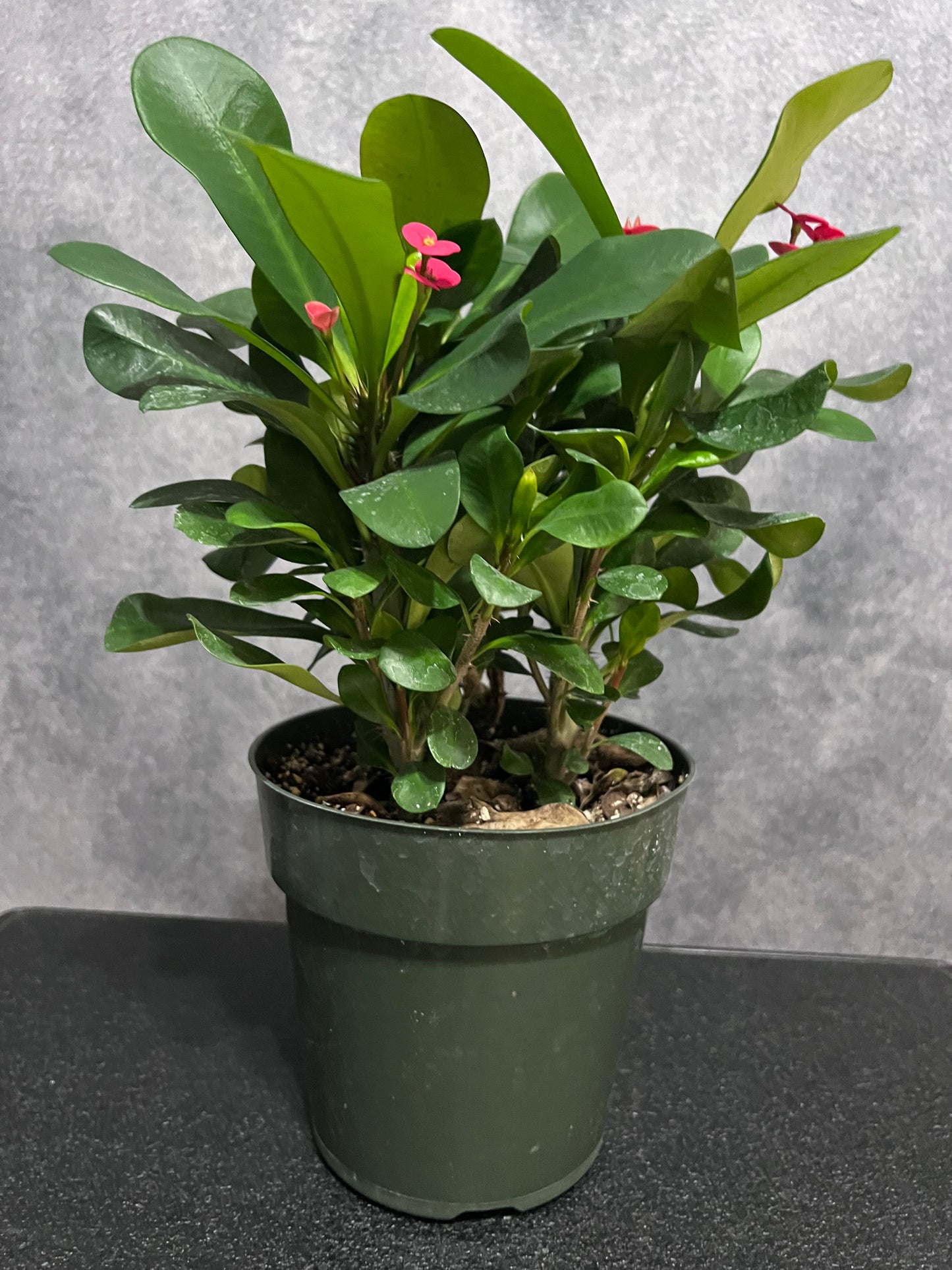 Euphorbia milii "Crown of Thorns"