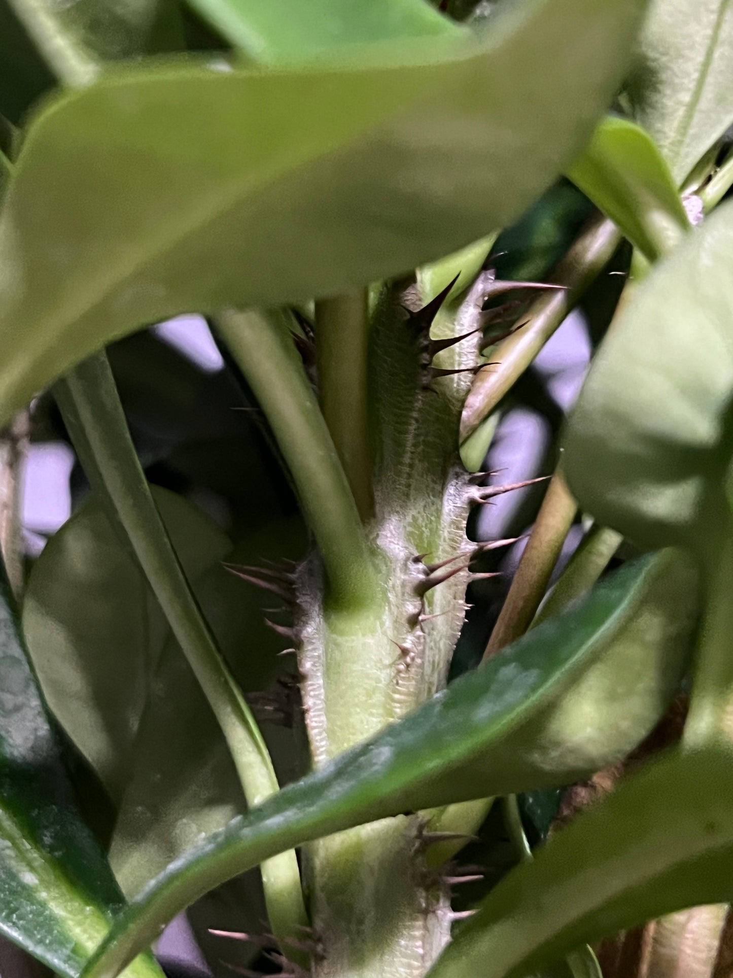 Euphorbia milii "Crown of Thorns"