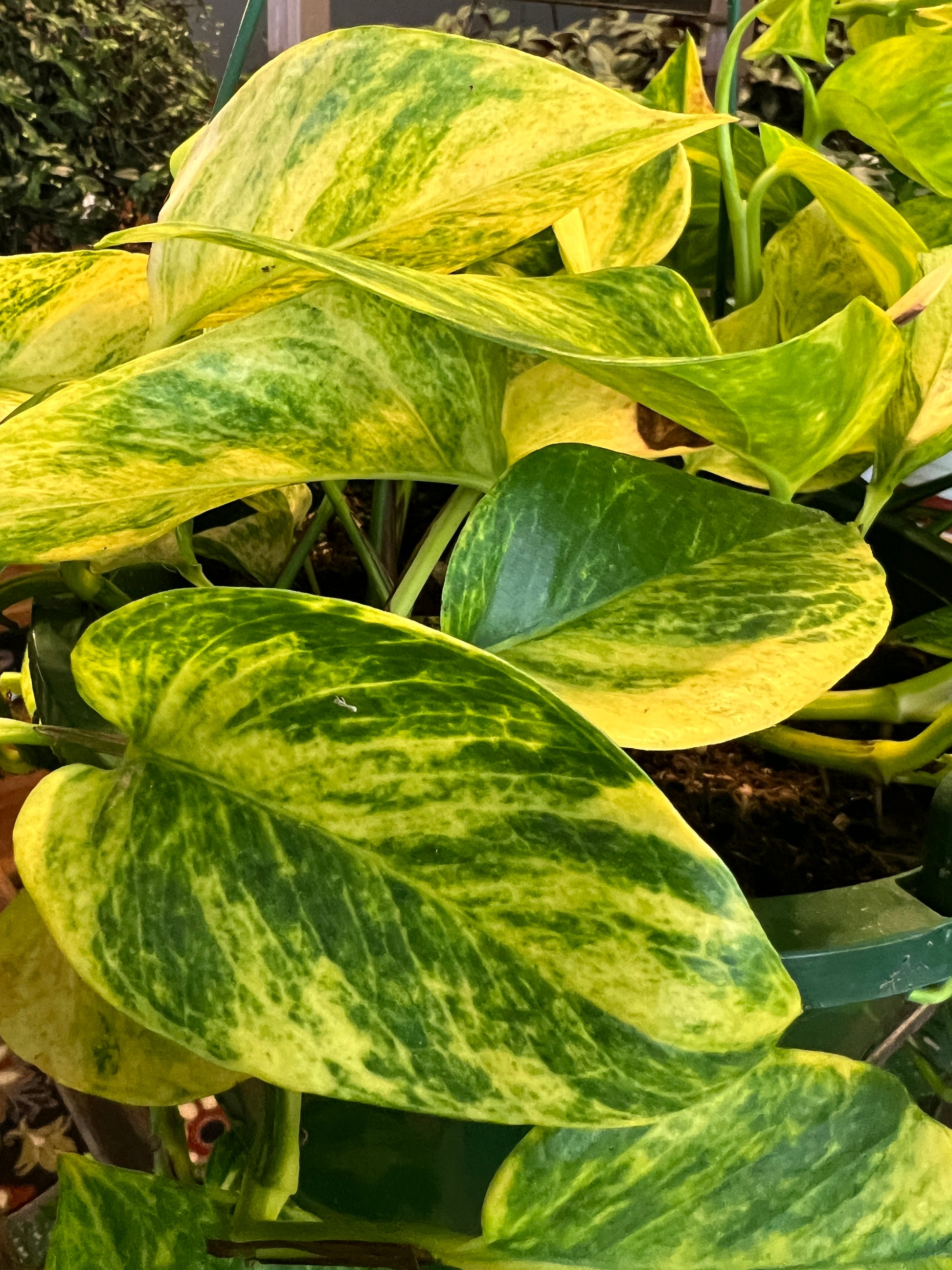 green queen pothos Epipremnum aureus 'Neon Queen'