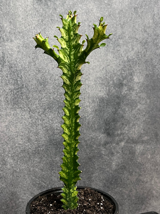 Euphorbia mayurnathanii variegata
