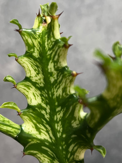 Euphorbia mayurnathanii variegata