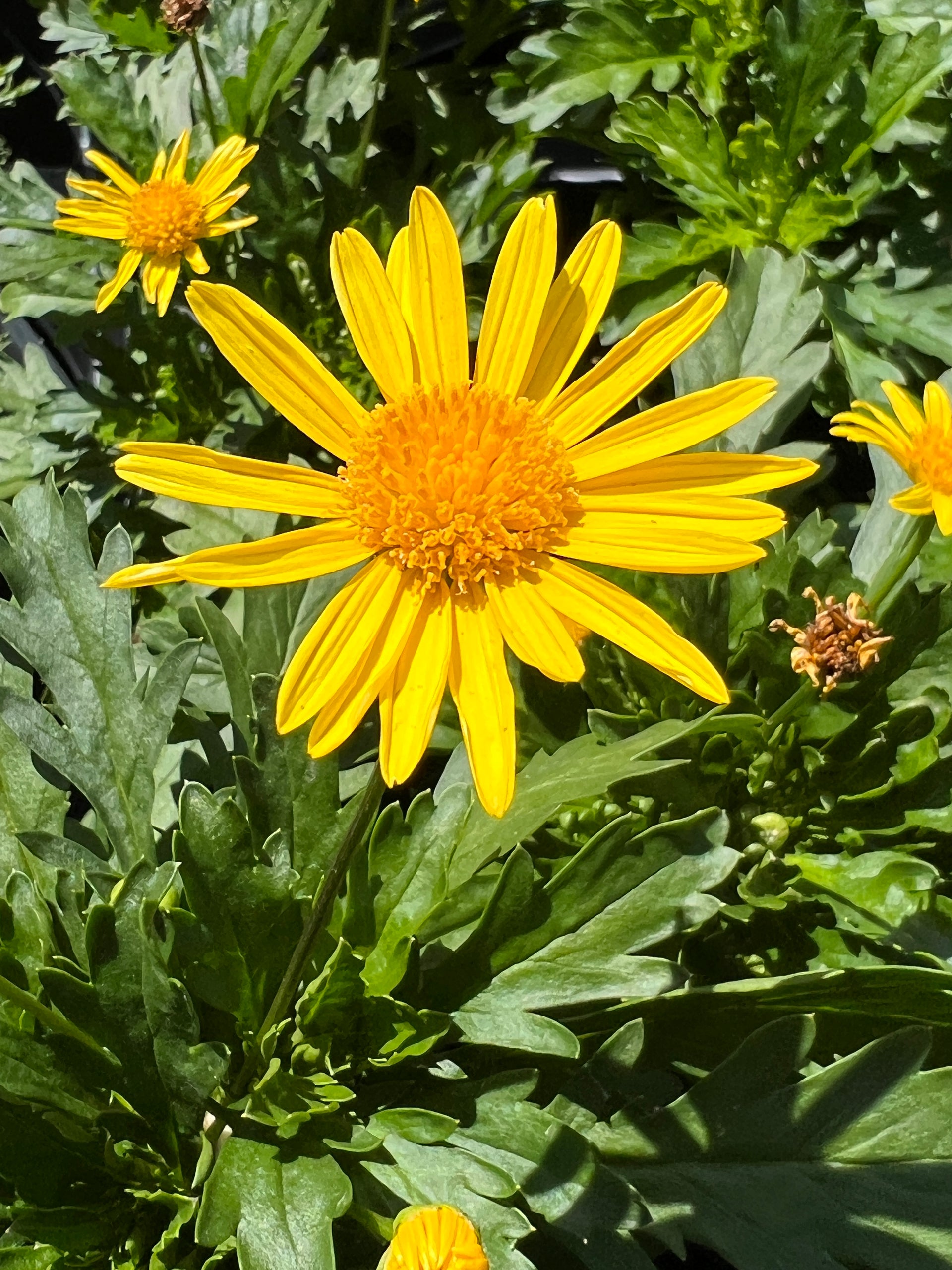 athena plants Euryops 'Athena Sun' – The Boho Being, LLC